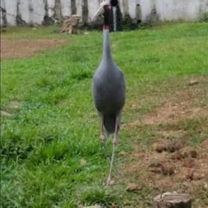 Meet your Posher, Lukman